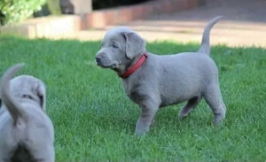 Special Silber Labrador Welpen Rüden und Hündinnen mit Papieren und Blaue Augen 