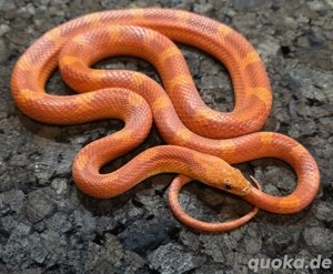 Hypo Blood Motley Pied 