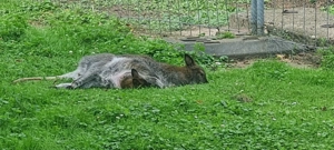 Bennett - Känguru Bild 8