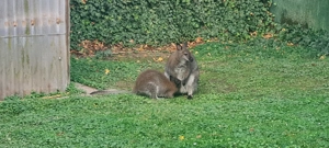 Bennett - Känguru Bild 7