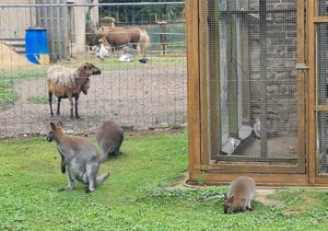 Bennett - Känguru Bild 6