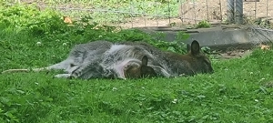 Bennett-Känguru  Bild 8