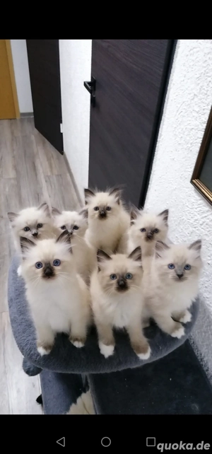 Heilige Birma Deckkater Bild 9