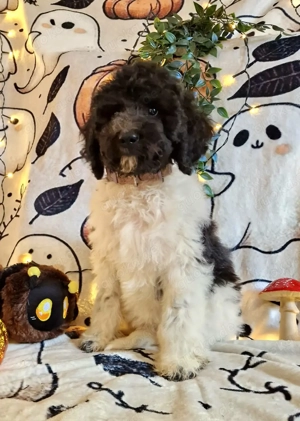 Großpudel   Königspudel Welpen 