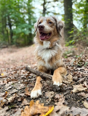 Australien Shepherd (Golden Aussie F1B) Deckrüde 
