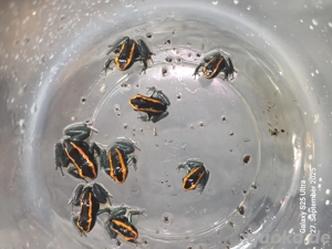 Phyllobates Vittatus NZ Bild 3