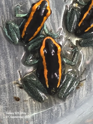 Phyllobates Vittatus NZ Bild 5