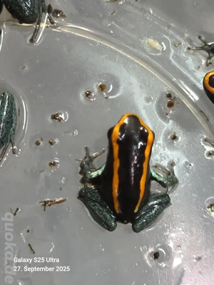 Phyllobates Vittatus NZ Bild 4