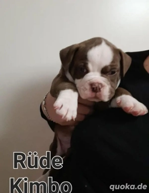 Old Englische Bulldogge 