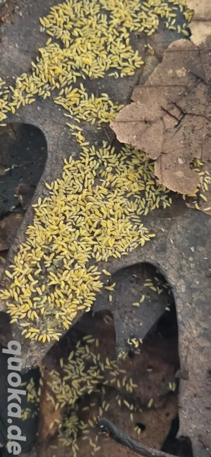 Springschwanz -  Lilac Yellow Albino 