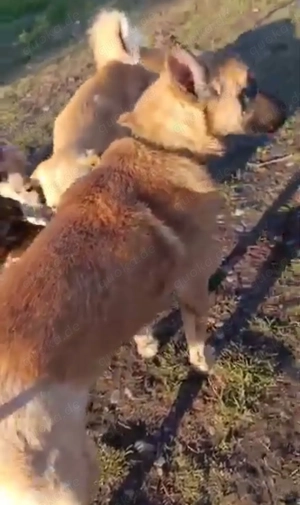 Julian - schenkst du ihm ein Zuhause für immer? Bild 7