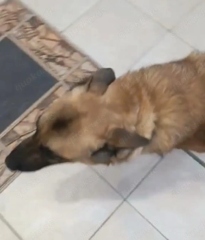 Julian - schenkst du ihm ein Zuhause für immer? Bild 8