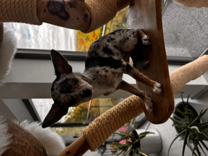 Chiuahua Merle Welpe