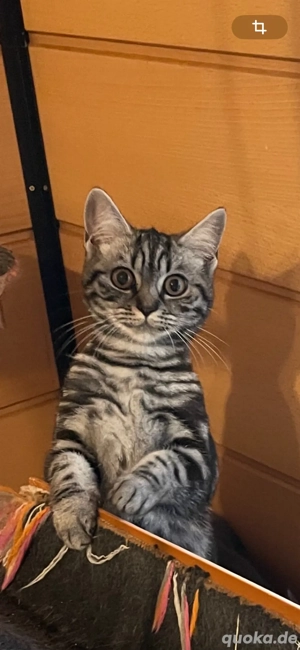 Btitisch Kurzhaar Kätzchen!