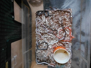 Kornnatter Babys August 2025