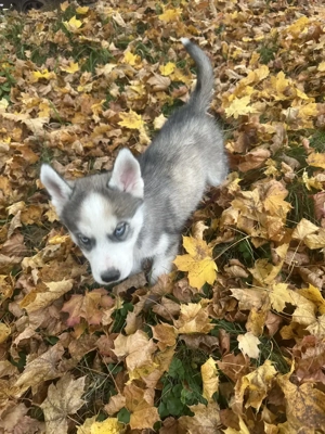 Als letzter suche ich (Ares) Sibirien Malamute Husky mein Traumzuhause 