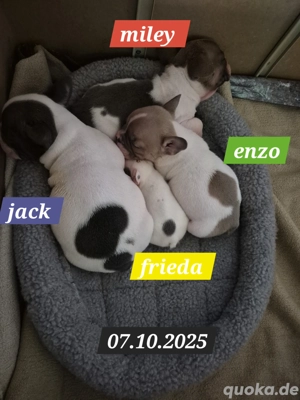 französische bulldogge welpen  Bild 4
