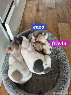 französische bulldogge welpen  Bild 3