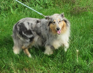 Collie Hündin reinrassig