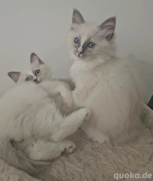 Birma Kitten Blue Tabby