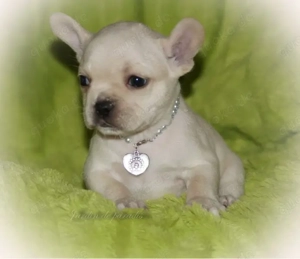 Französischer Bulldoggen Rüde Dobby von komplett ausgewerteten Elterntieren