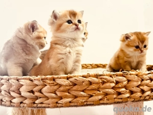 wünderschöne BKH Kitten mit Stammbaum