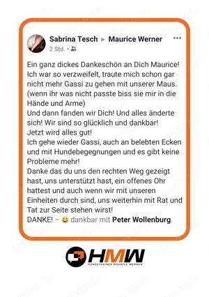 Professionelles Hundetraining   Persönlich oder auch via Videoanalyse Bild 8