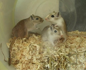 Rennmaus Trio (weiblich) sucht neues Zuhause