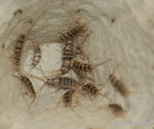 Ofenfischchen Thermobia Domestica