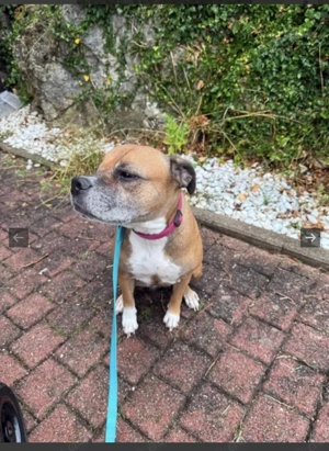 Bulldogge sucht ein Zuhause 