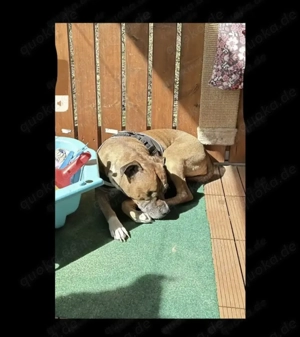 Dringen : Bulldogge Dame sucht ein neues Zuhause 