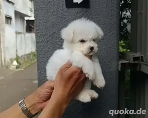 Bichon Frisé Welpen
