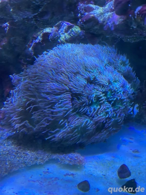 Korallen Meerwasser Große Bartkoralle LPS