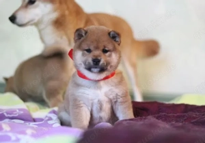 AYA, AMI, AMANE hübsche SHIBA INU-Hündinnen mit rotem Fell geboren