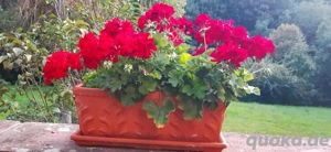 Terrakottatöpfe mit Untersetzer