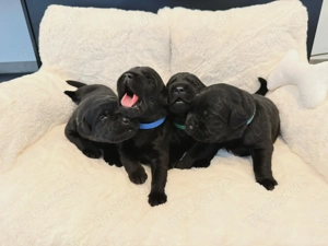 Wunderschöne schwarze Labrador Welpen liebevolle Aufzucht, top Abstammung & sanftes Wesen Bild 3