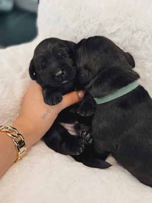 Wunderschöne schwarze Labrador Welpen liebevolle Aufzucht, top Abstammung & sanftes Wesen Bild 10