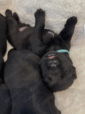 Wunderschöne schwarze Labrador Welpen liebevolle Aufzucht, top Abstammung & sanftes Wesen Bild 6