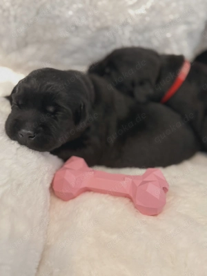 Wunderschöne schwarze Labrador Welpen liebevolle Aufzucht, top Abstammung & sanftes Wesen Bild 5
