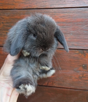 Mini Lop minilop Zwerg Widder Kaninchen Hase 