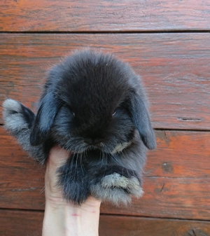 Mini Lop minilop Zwerg Widder Kaninchen Hase 