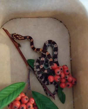 Kornnatter Nachzuchten 2025