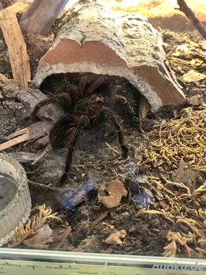 Vogelspinne Pamphobeteus machala