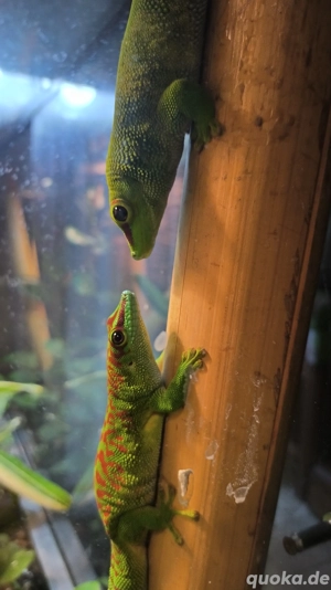 Babygekos Madagaskar Tagesgekos 