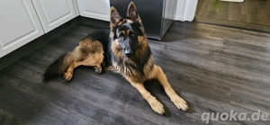 Deutscher Schäferhund 