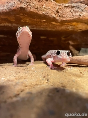 Leopardgecko Zwei Weibchen 