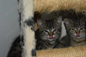  Zwei kleine Herzen suchen ihr Für-immer-Zuhause 