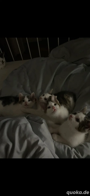 Kitten suchen ein zuhause