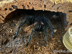 Vogelspinne Xenesthis immanis