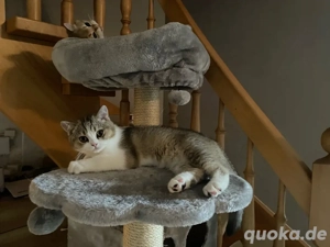 Wunderschönes reinrassiges BKH Katerchen mit Stammbaum!